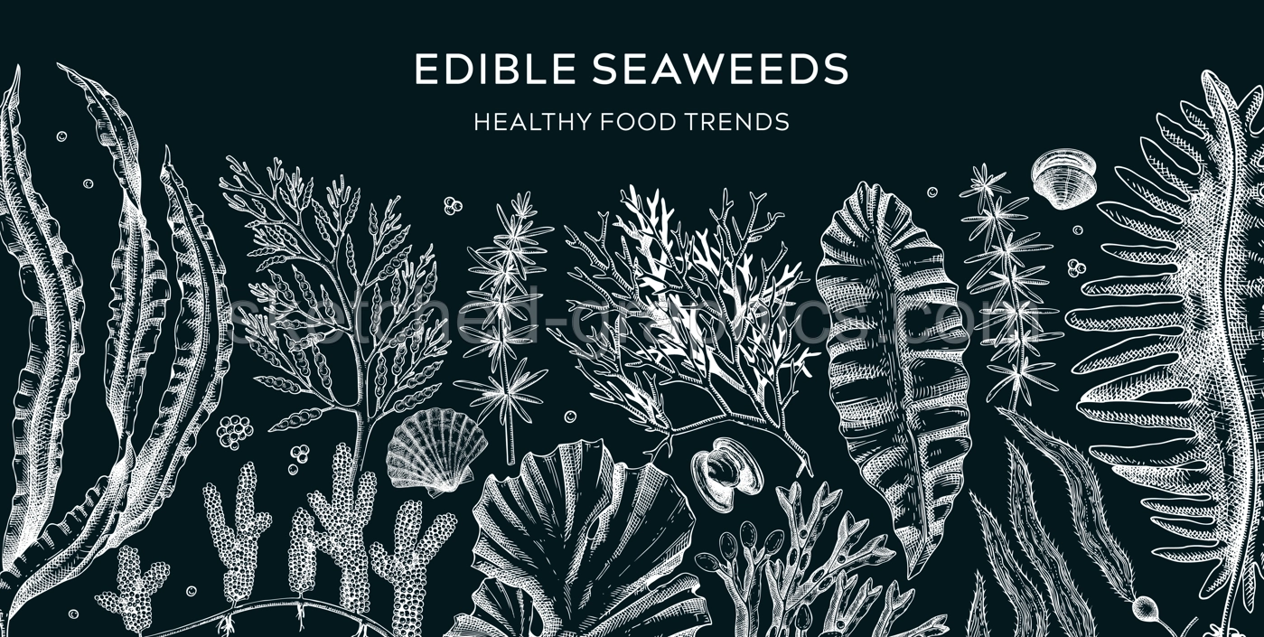 Edible seaweed banner on chalkboard. Healthy food ingredients background. Hand drawn sea vegetables sketches. Kkelp, wakame, kombu, hijiki vector illustration. Japanese cuisine menu design Illustration
